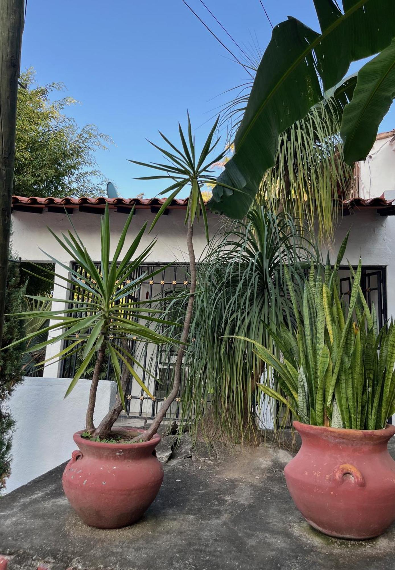Villa Palmier -Quiet Cosy Air Conditioned Terrace プエルトバラータ エクステリア 写真